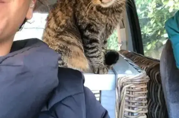 Chat perdu, Rodez, photo: Chat perdu à Rodez hier soir