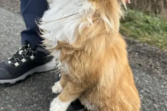 Chat affectueux trouvé à Seuillet - photo