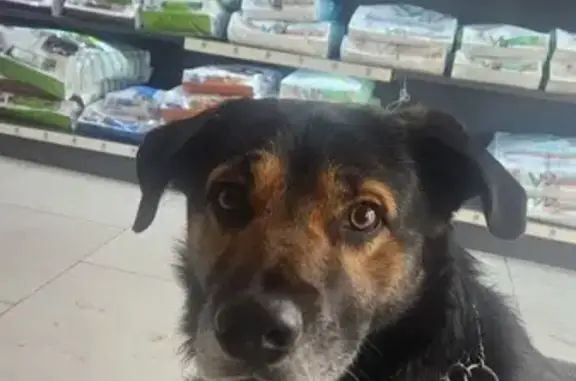 Tony, chien errant à La Crau - photo