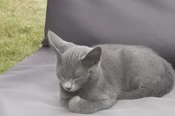 Chat perdu, Saint-Nazaire, photo: Perdu: Chatte Fuji, St-Nazaire