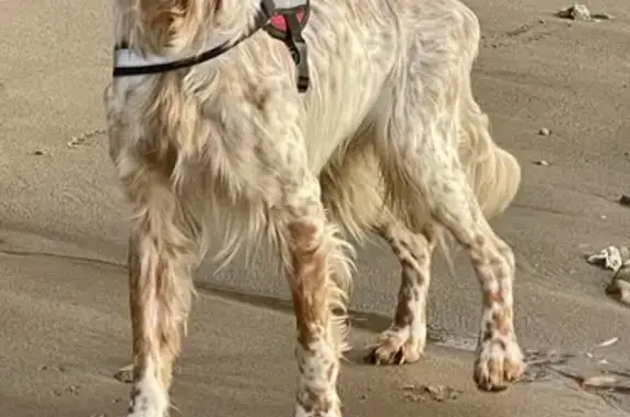 Chien Setter trouvé à Montoir - photo