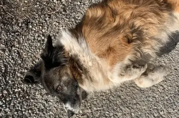 Chien trouvé , photo: Chienne âgée blessée retrouvée
