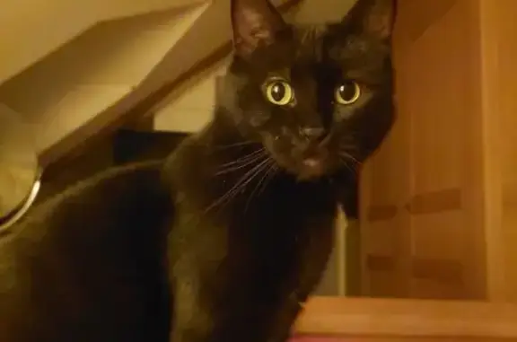 Chat perdu, , photo: Chat noir aux yeux verts perdu