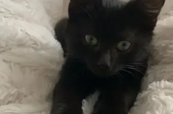 Animaux perdus Chalifert, photo: Tyo, chaton noir perdu à Chalifert