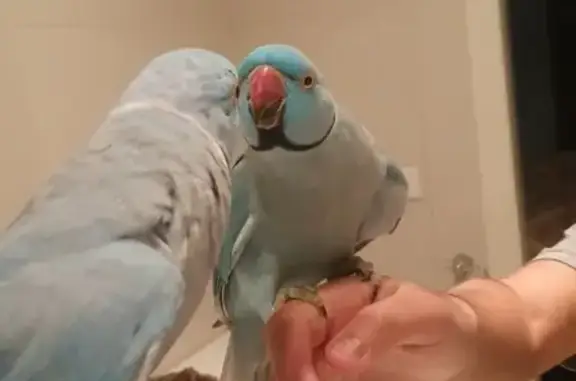 Lost Blue Ringneck Male - Spearmint Blvd, Melb!