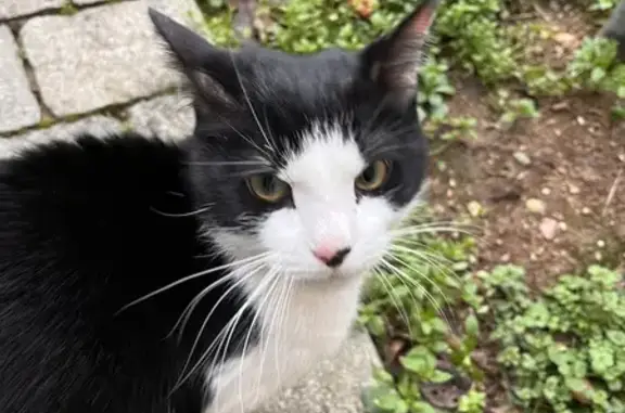 Chat mâle perdu à Tassin - photo