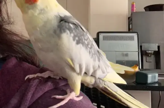 MISSING: Friendly Yellow Cockatiel in Penrith