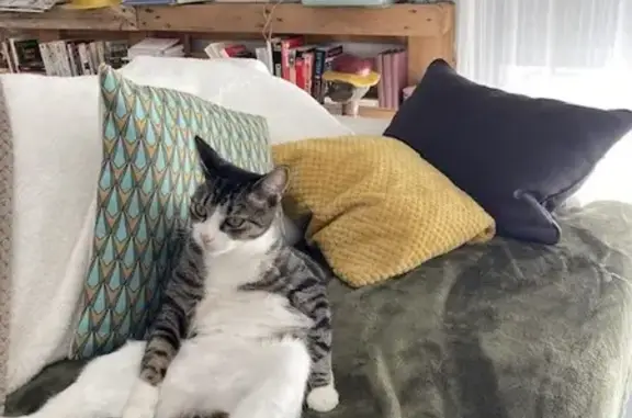 Chat perdu, Pamiers, photo: Chat tigré perdu - Pamiers