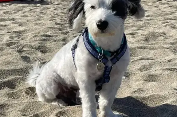 Chien perdu Vaujours, photo : Chien perdu à Vaujours, 19h