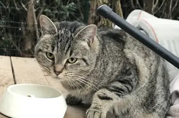 Chat mâle trouvé à Douai - photo