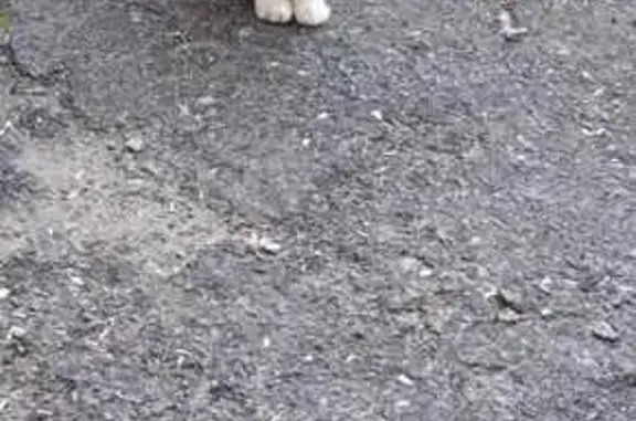 Chatte blanche/noire perdue - photo