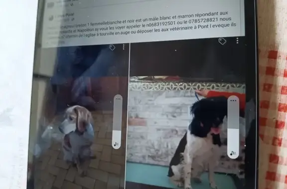 Animaux perdus , photo: Alerte: 2 Épagneuls Bretons Perdus