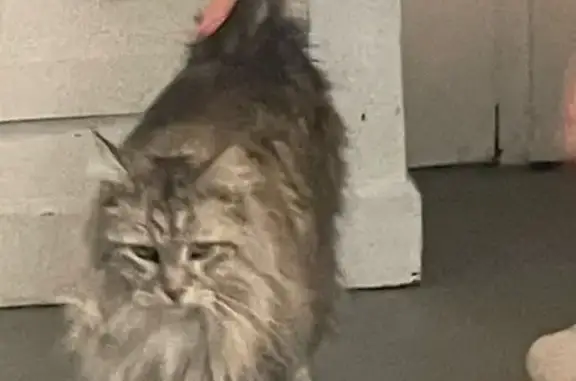 Chat Maine Coon trouvé à Cognac - photo