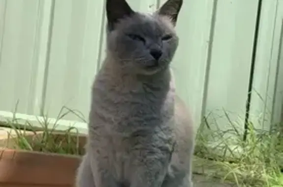 Lost Burmese Cat: Cream & Blue-Eyed - NSW