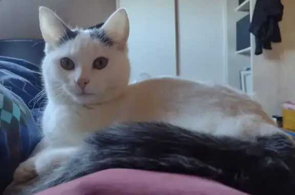 Chat perdu, La Chapelle-la-Reine, photo: Chatte blanche perdue - La Chapelle