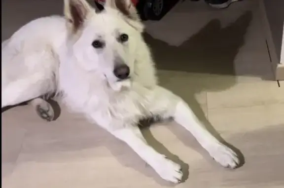 Chien perdu Cancale, photo : Chien Berger Blanc Égaré à Cancale