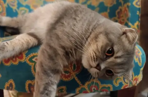 Chat perdu, , photo: Tia, chatte grise, perdue!