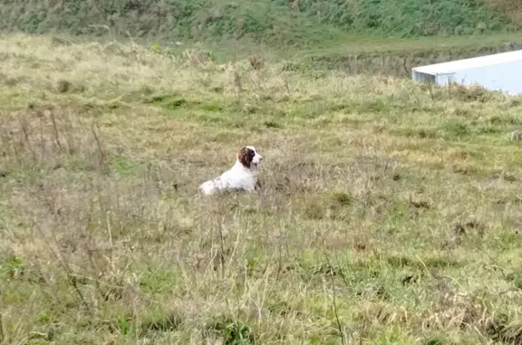 Chien blanc fuyant près de D974 - photo