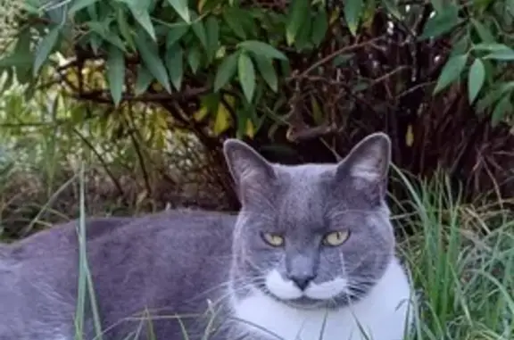 Animaux perdus , photo: Chat Mitsuya craintif perdu