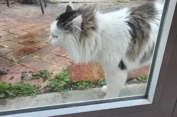 Chat maigre trouvé à Cachan - photo