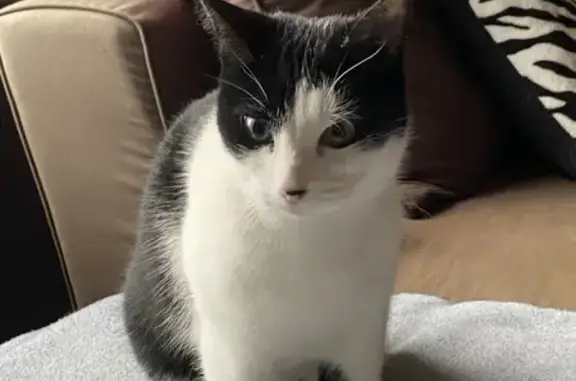 Chaton noir et blanc trouvé - photo