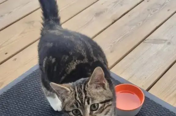 Chat retrouvé à Mésigny - photo