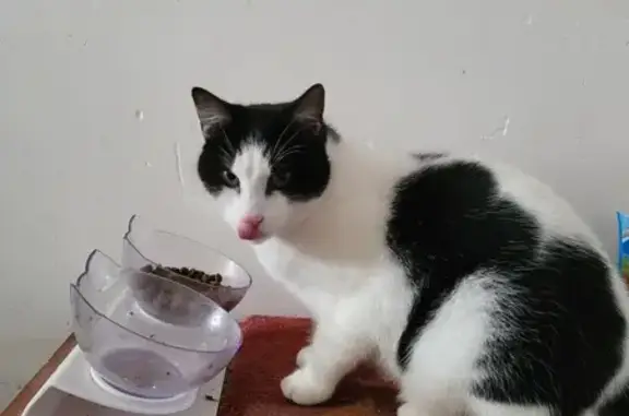 Chat errant à la chatière, Rezé - photo