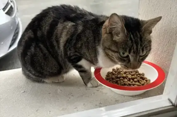 Chaton tigré perdu à Cognac - photo