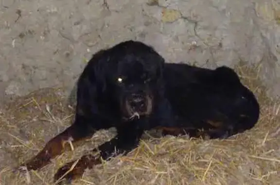 Chien maigre trouvé près de St-Rémy - photo