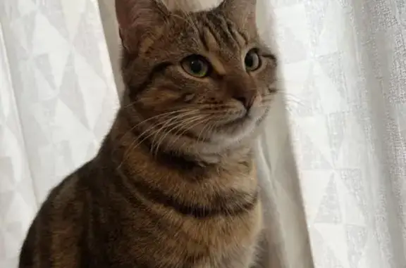 Chat tigré perdu retrouvé à Gaillard - photo