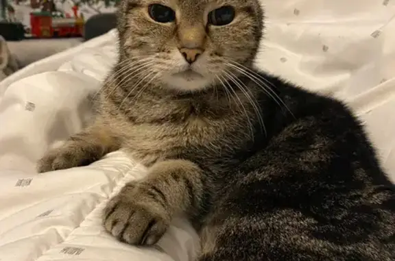 Animaux perdus Portieux, photo: Yasha, chat tigré gris perdu