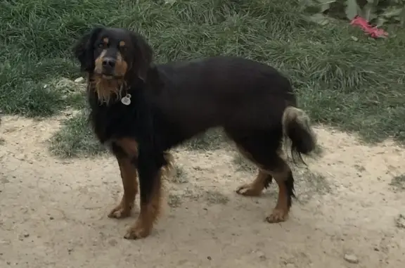Chien perdu , photo : Chienne épagneul perdue à Athée