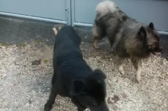Chien gris-marron perdu Rue Duprat - photo