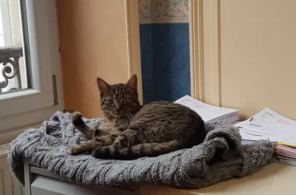 Chat tigré trouvé à Lons-le-Saunier - photo