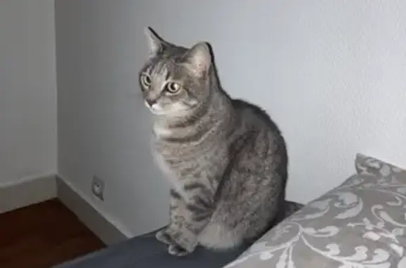 Animaux perdus Brest, photo: Chatte grise tigrée perdue à Brest