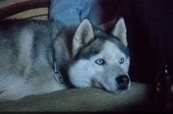 Chien perdu Plounévézel, photo : Iouky perdu à Plounévézel
