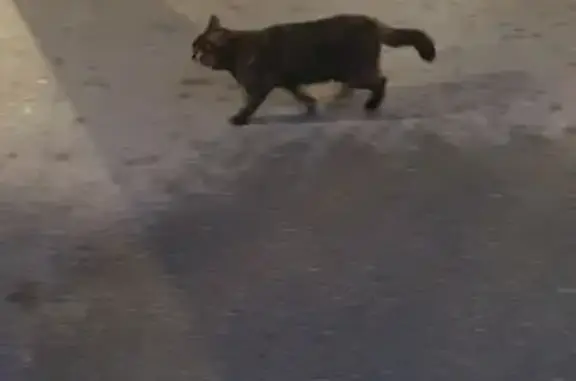 Chat sociable trouvé à Meaux - photo