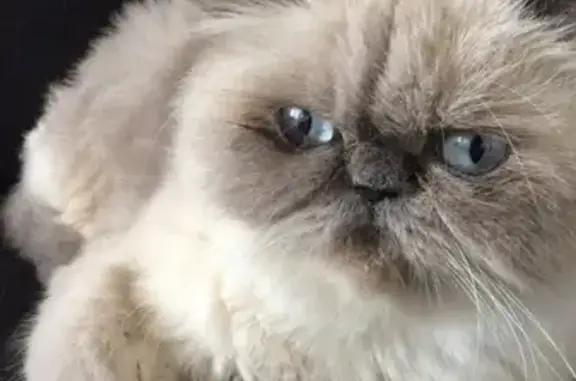 Lost Himalayan Cat in Penrith - Help Find Her!