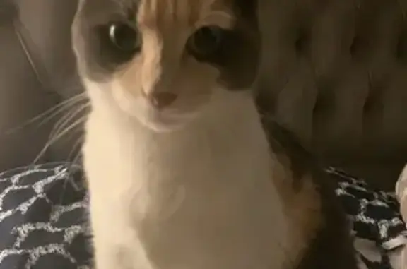 Animaux perdus Nanterre, photo: Chatte perdue à Nanterre