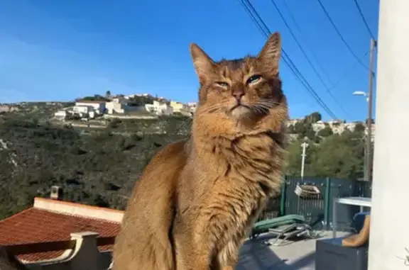Chat errant blessé à La Castellane - photo