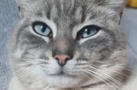 Animaux perdus , photo: Chat Titi perdu à Montaigu-la-B