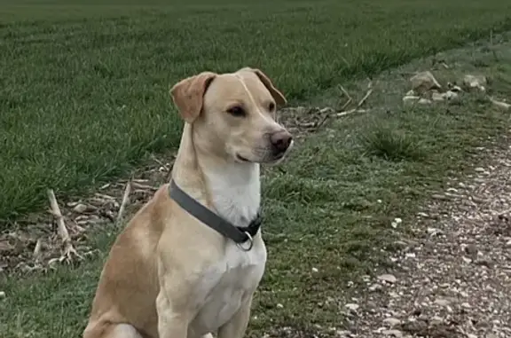 Chien perdu , photo : Labrador beige perdu à Deuxville
