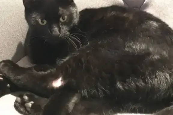 Chat noir trouvé à Briennon - photo