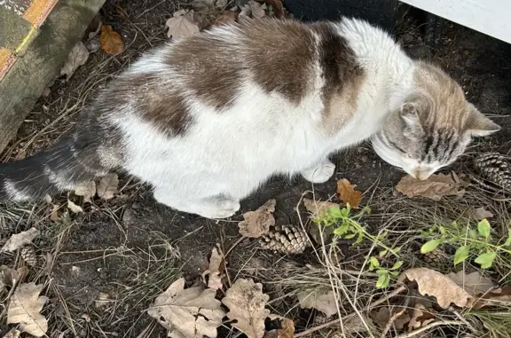 Chatte errante ou perdue trouvée - photo