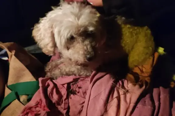 Caniche crème trouvé à Roullet - photo
