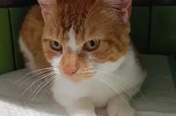 Chaton roux et blanc perdu à Lussant - photo