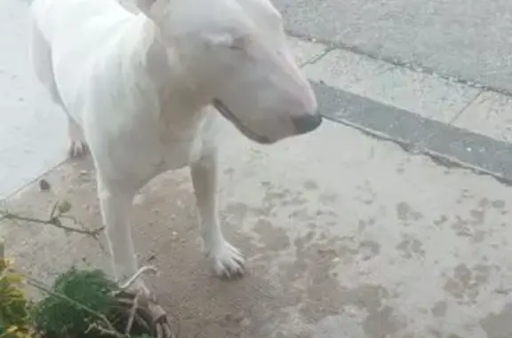 Bull Terrier blanc perdu à Vedène - photo