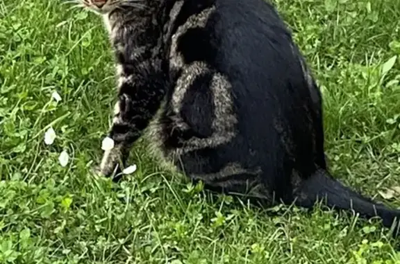 Chat perdu, Souillac, photo: Chat de 2 ans perdu à Souillac