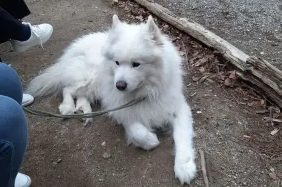 Animaux trouvés , photo: Chien blanc doux trouvé à St-Cyprien