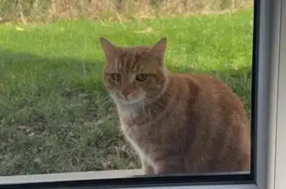 Chat roux et blanc perdu - photo